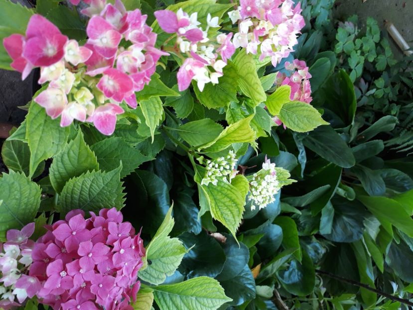  - Flori de grădină-2020