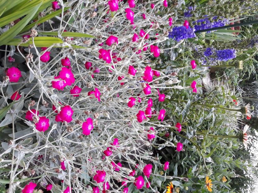  - Flori de grădină-2020