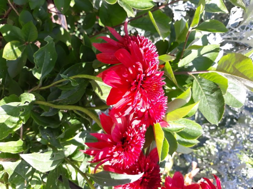  - Flori de grădină-2020