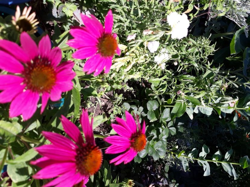  - Flori de grădină-2020