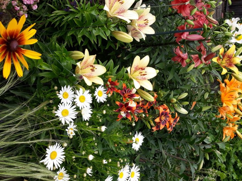  - Flori de grădină-2020