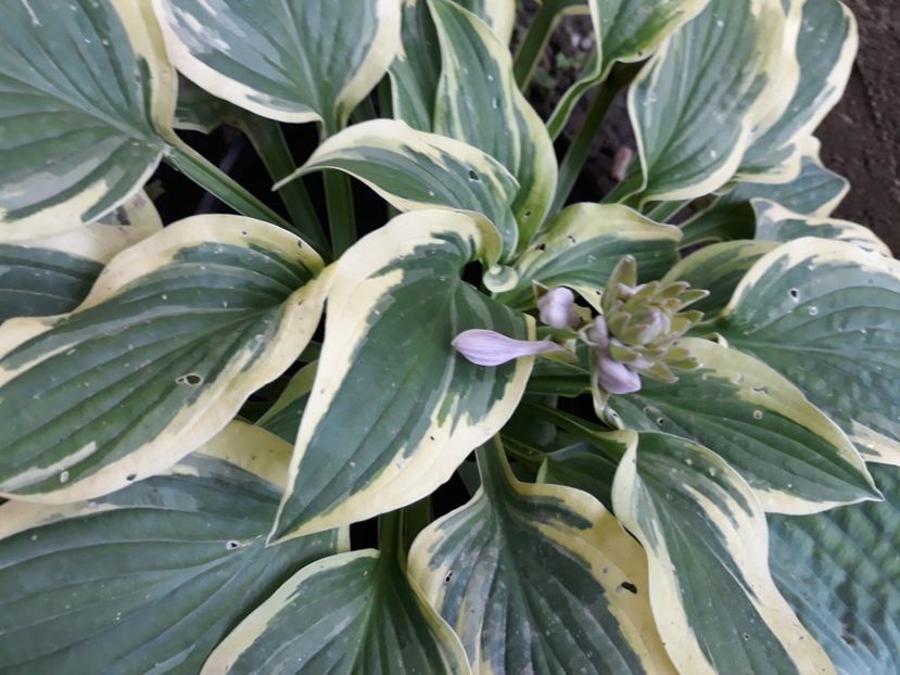  - Flori de grădină-2020