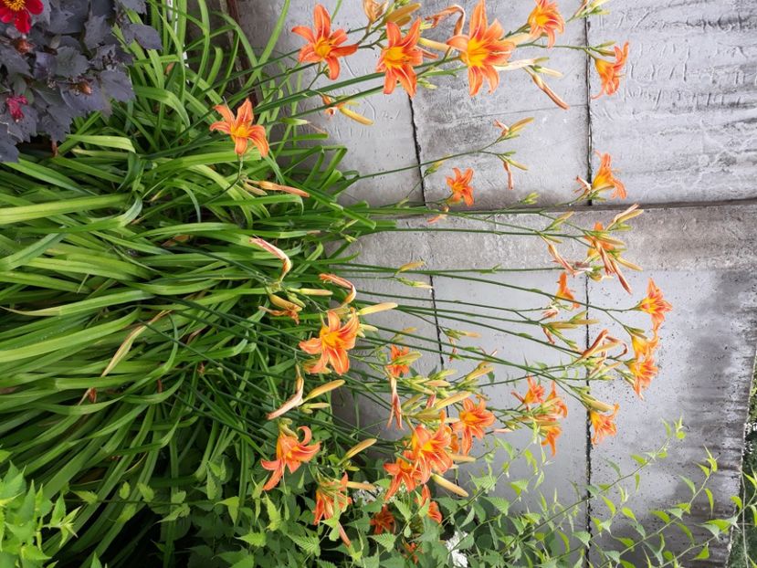  - Flori de grădină-2020