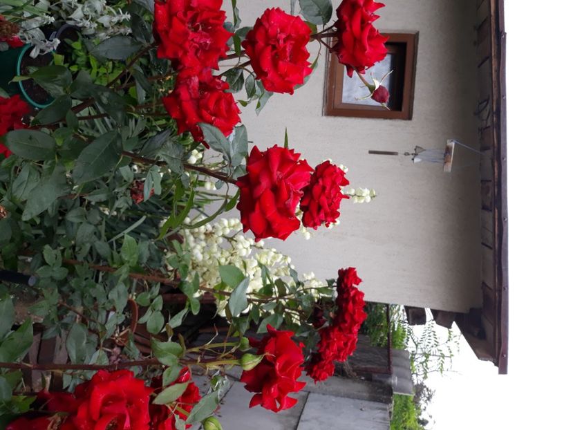  - Flori de grădină-2020