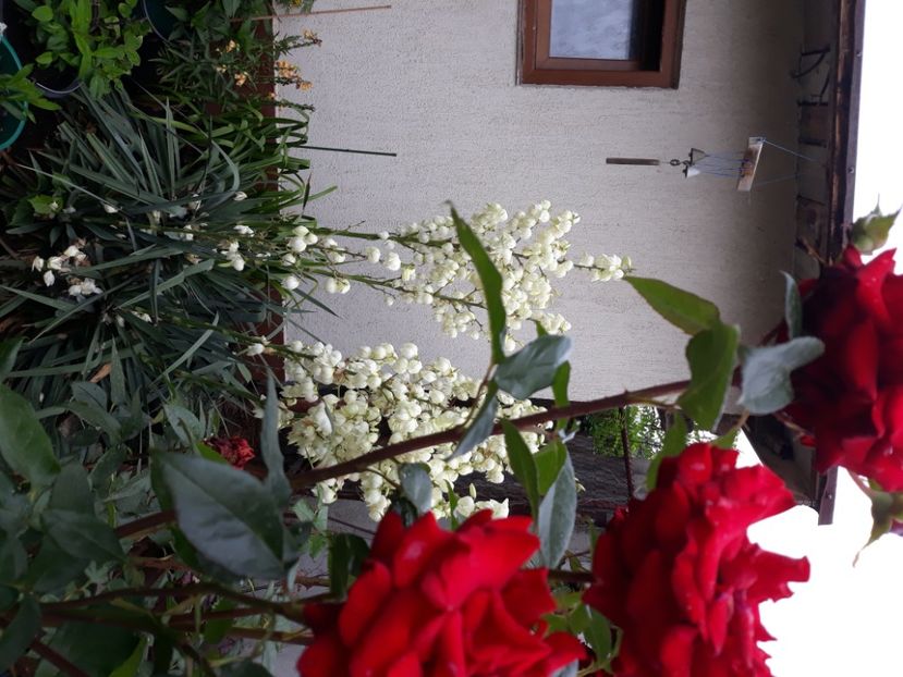  - Flori de grădină-2020