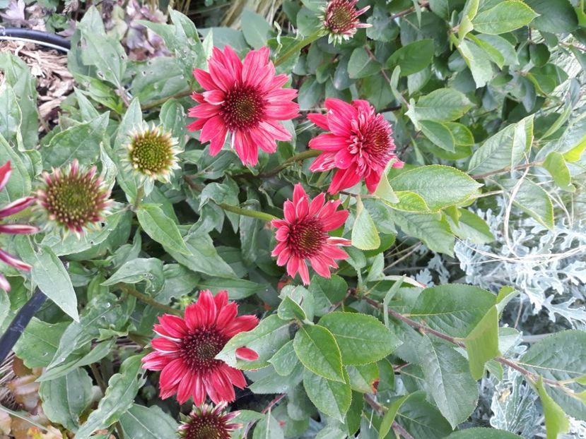  - Flori de grădină-2020