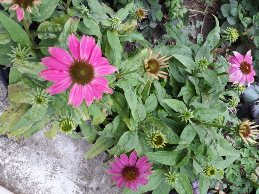  - Flori de grădină-2020