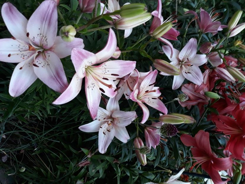  - Flori de grădină-2020