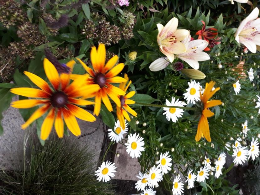  - Flori de grădină-2020