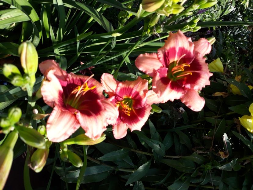  - Flori de grădină-2020