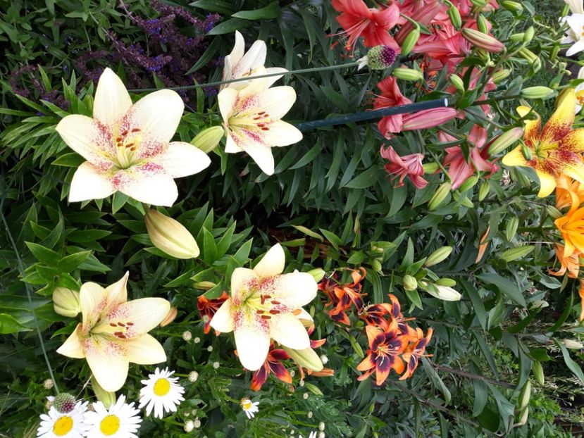  - Flori de grădină-2020