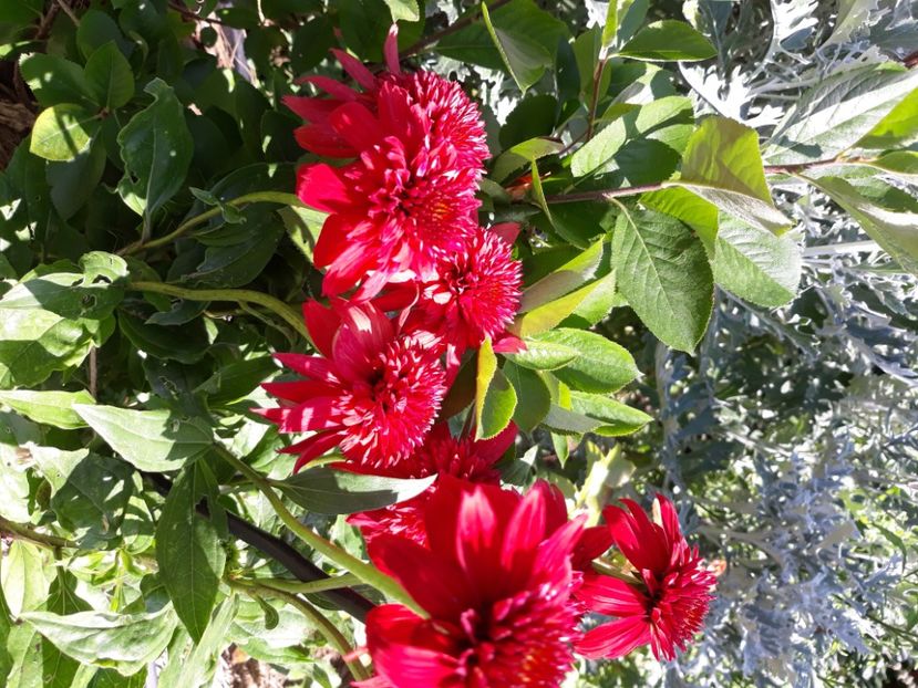  - Flori de grădină-2020