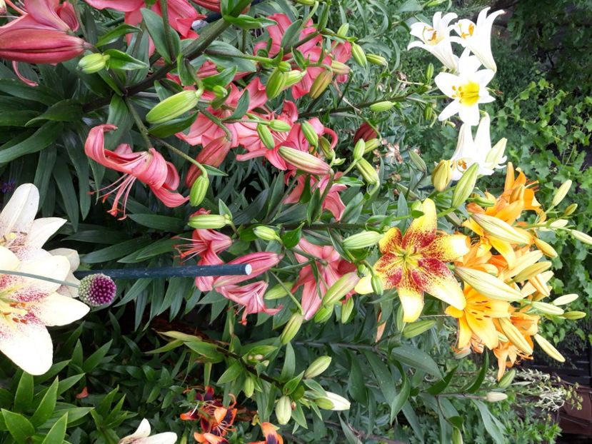  - Flori de grădină-2020