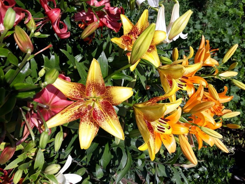  - Flori de grădină-2020