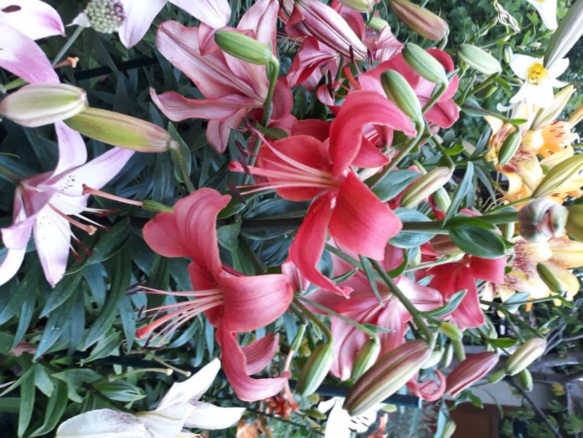  - Flori de grădină-2020