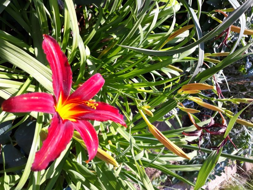  - Flori de grădină-2020