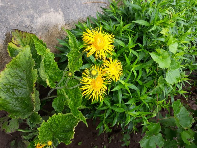  - Flori de grădină-2020