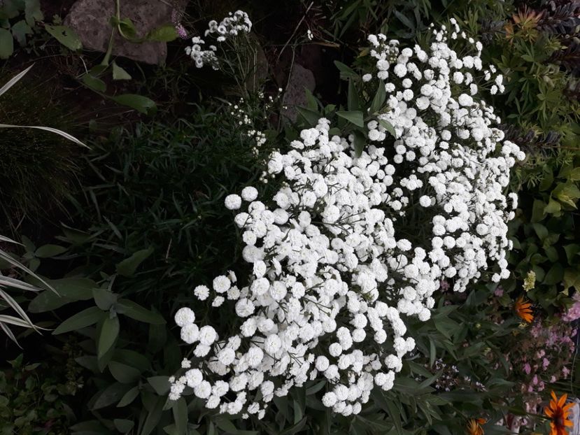  - Flori de grădină-2020