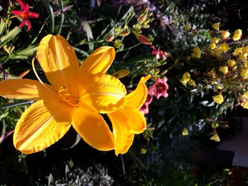  - Flori de grădină-2020