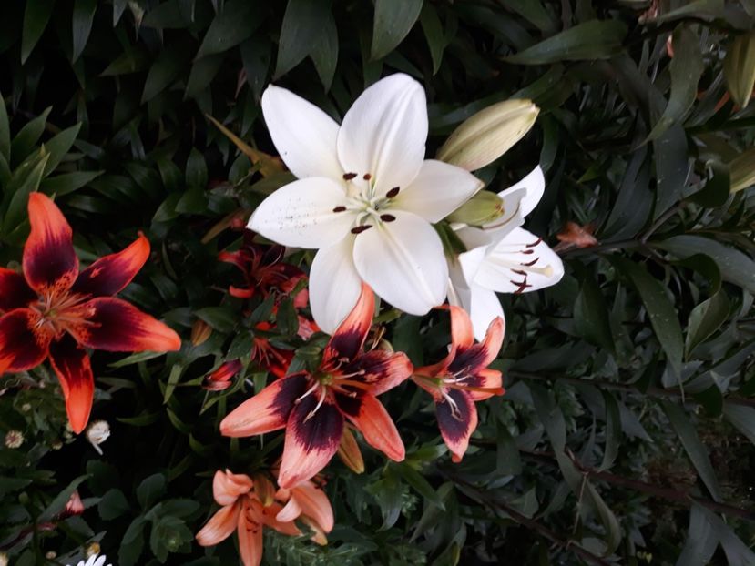  - Flori de grădină-2020