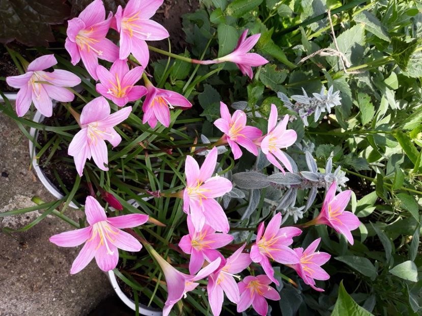  - Flori de grădină-2020