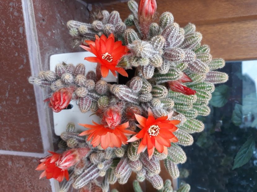  - Flori de grădină-2020