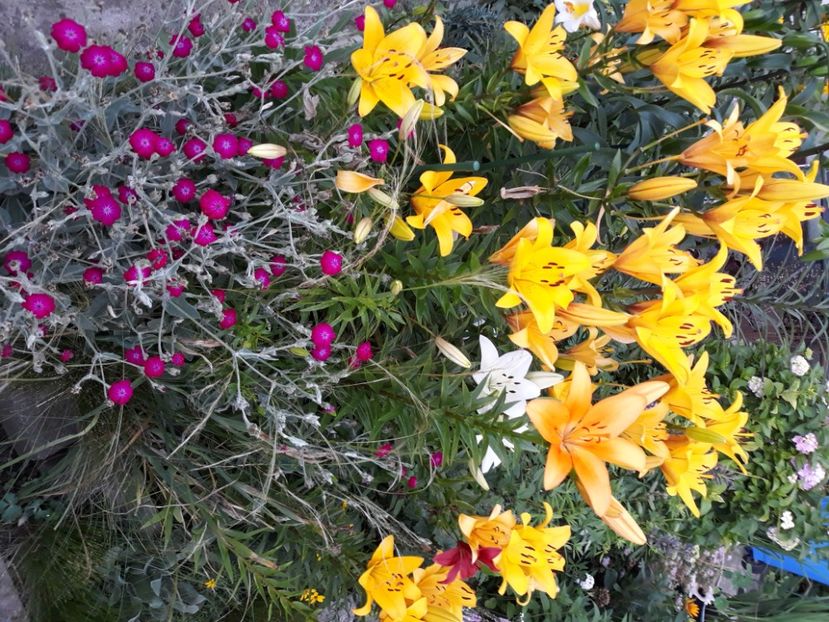  - Flori de grădină-2020