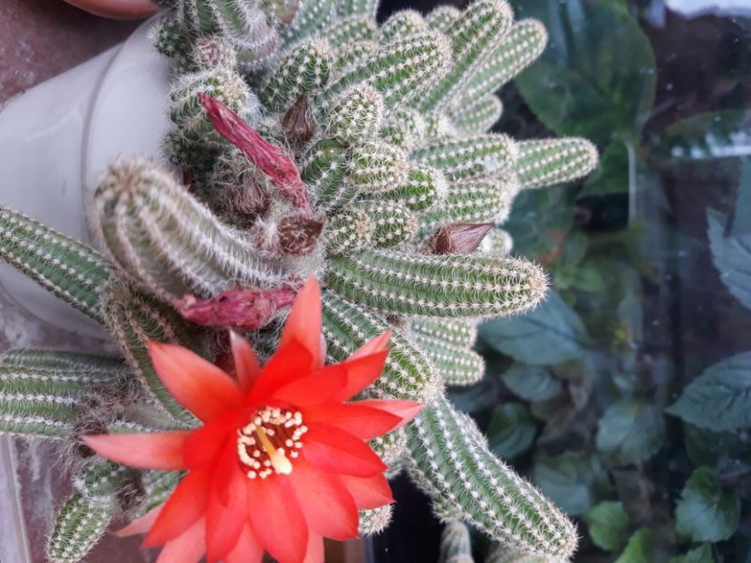  - Flori de grădină-2020