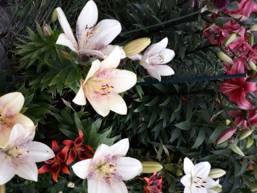  - Flori de grădină-2020