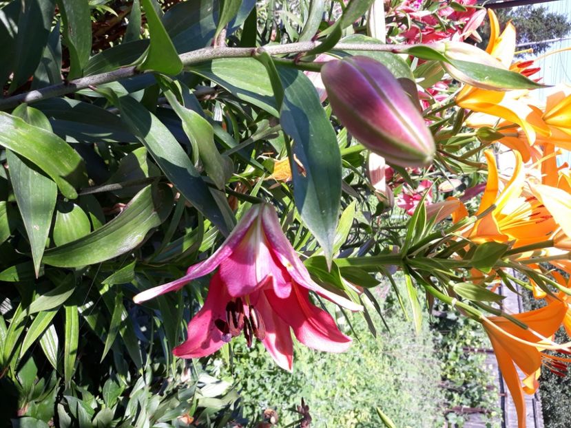  - Flori de grădină-2020