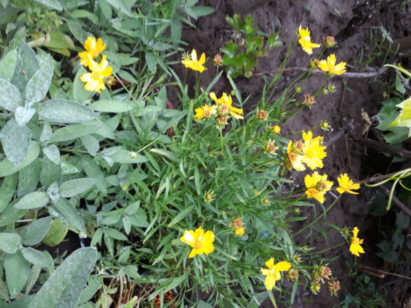  - Flori de grădină-2020