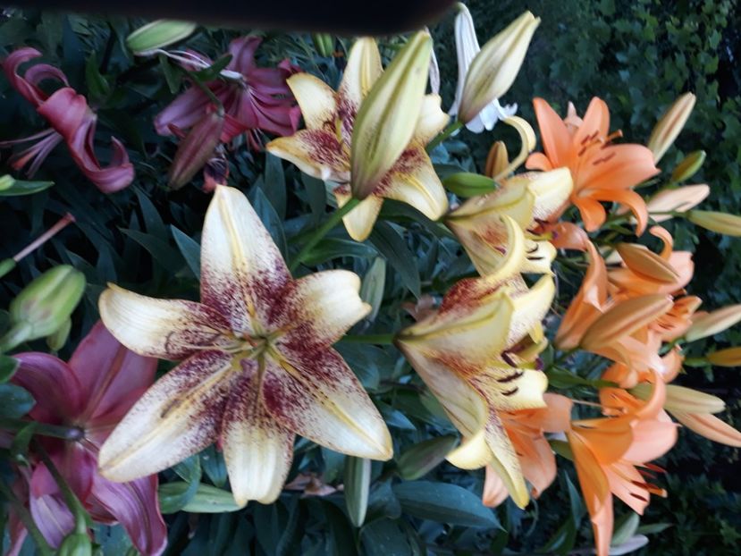  - Flori de grădină-2020