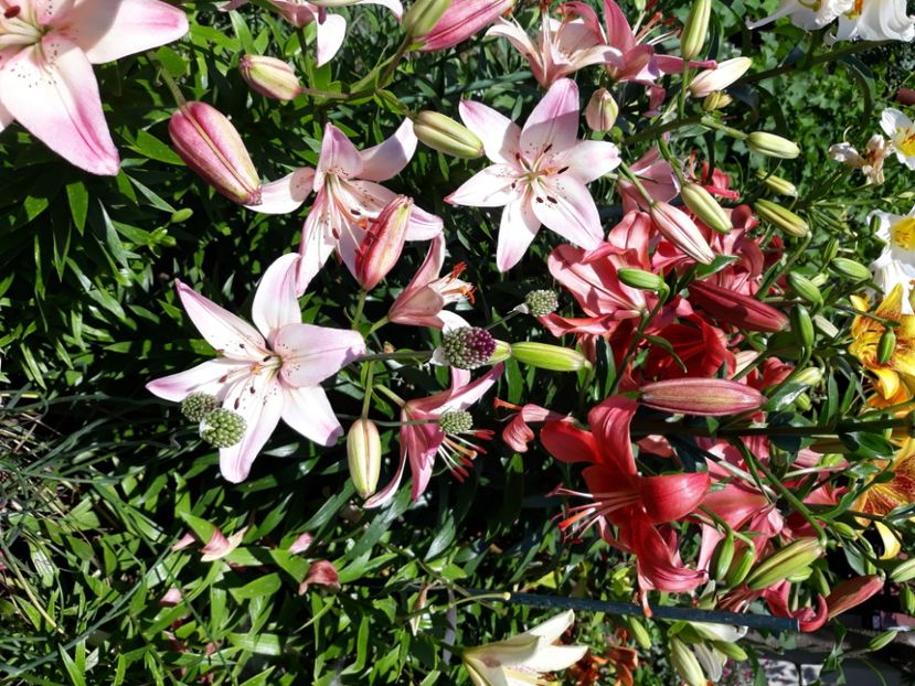  - Flori de grădină-2020