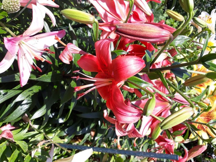  - Flori de grădină-2020