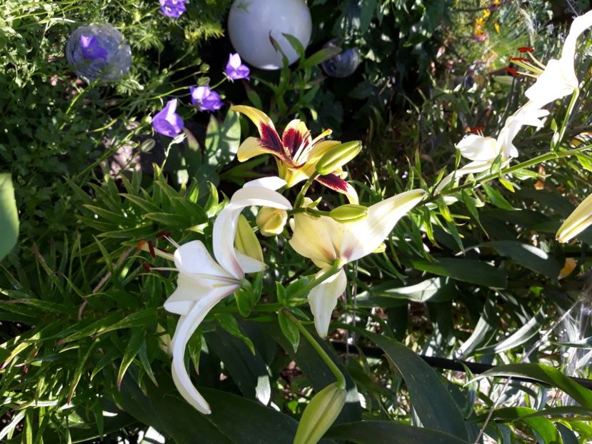  - Flori de grădină-2020