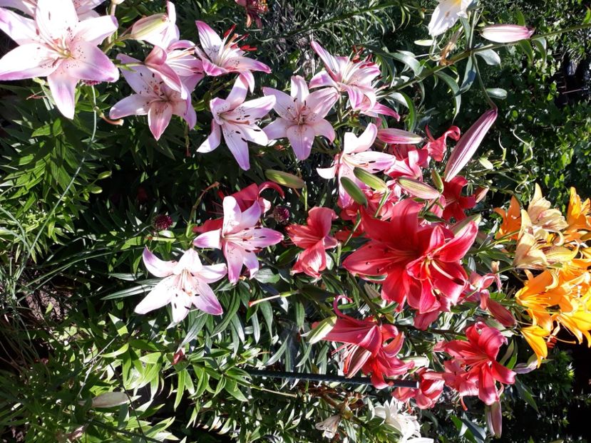  - Flori de grădină-2020