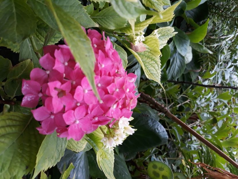  - Flori de grădină-2020