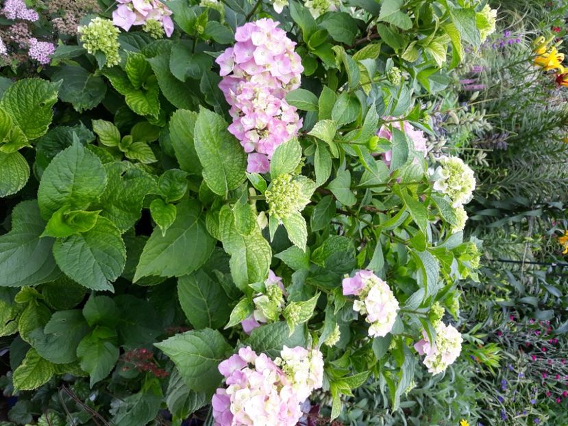  - Flori de grădină-2020