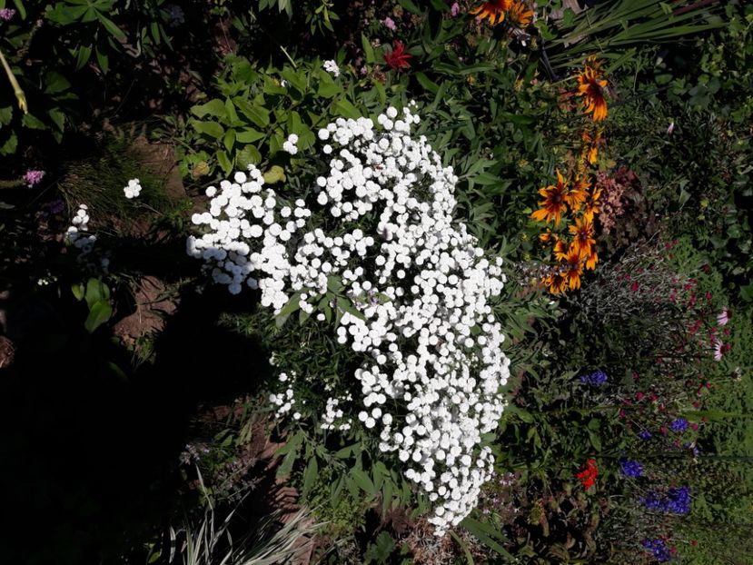  - Flori de grădină-2020