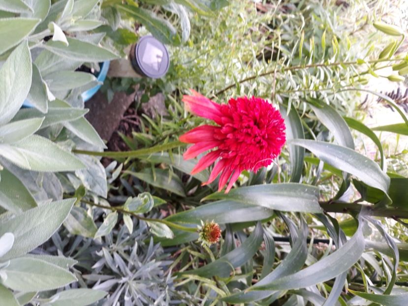  - Flori de grădină-2020