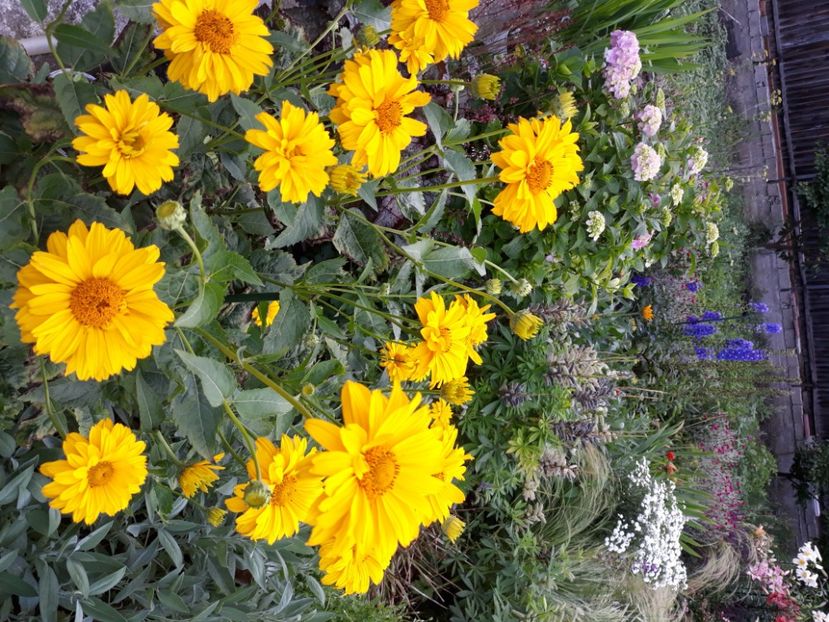  - Flori de grădină-2020