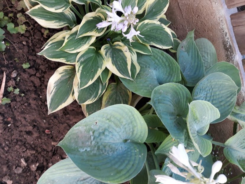  - Flori de grădină-2020