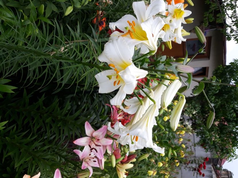  - Flori de grădină-2020