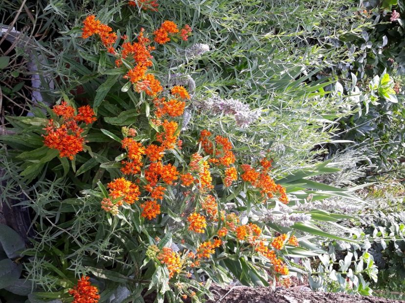  - Flori de grădină-2020