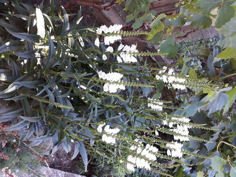  - Flori de grădină-2020