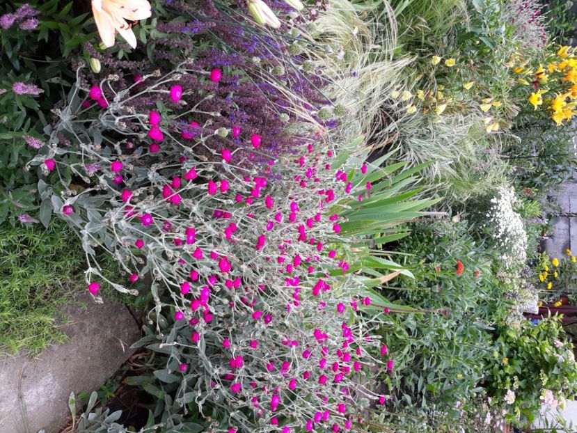  - Flori de grădină-2020