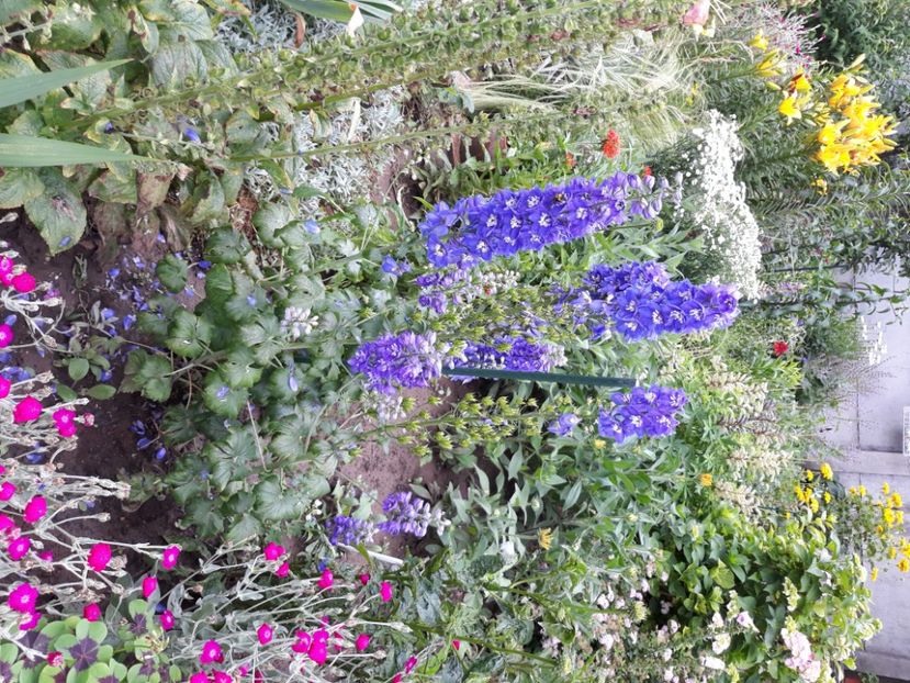  - Flori de grădină-2020