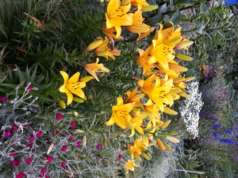  - Flori de grădină-2020