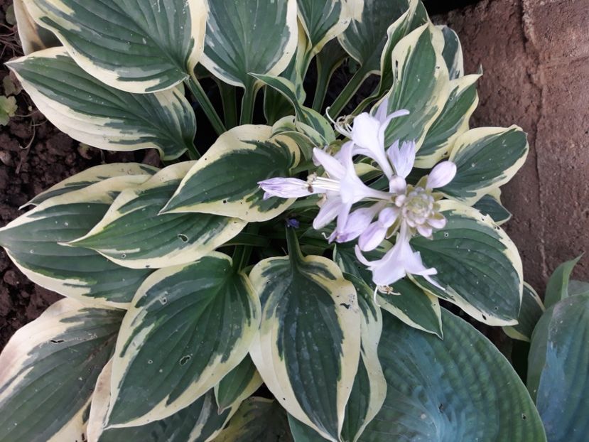  - Flori de grădină-2020