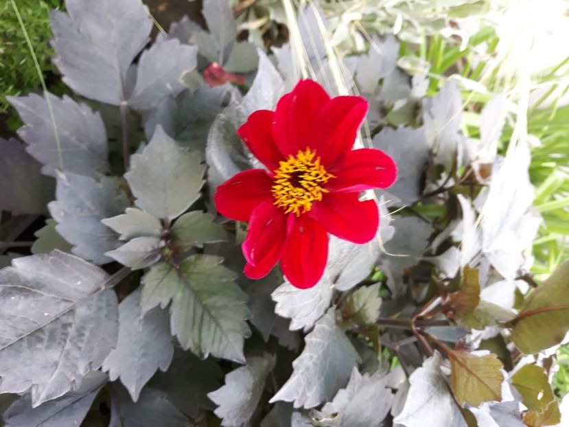  - Flori de grădină-2020